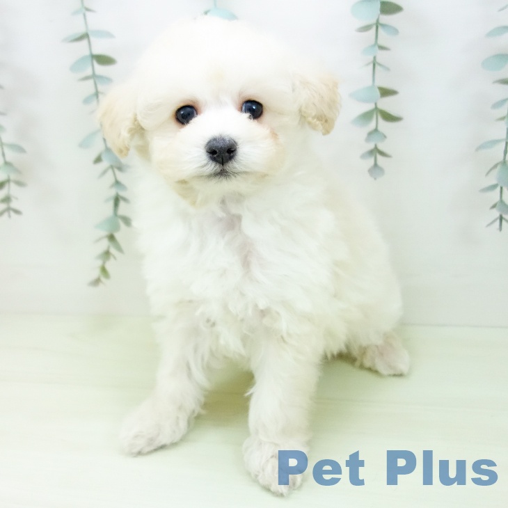 トイ・プードルの写真2