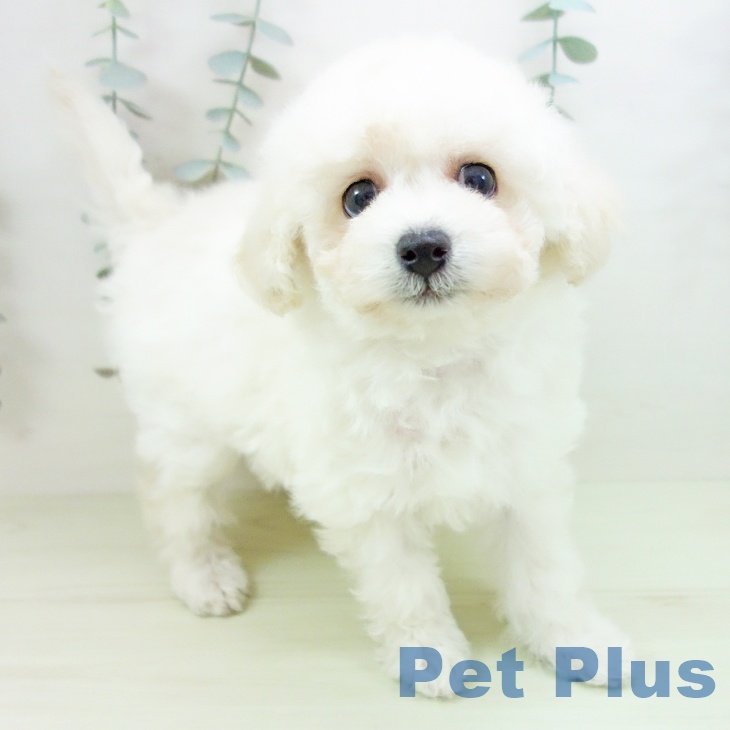 トイ・プードル