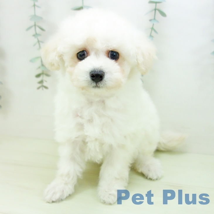 トイ・プードルの写真2