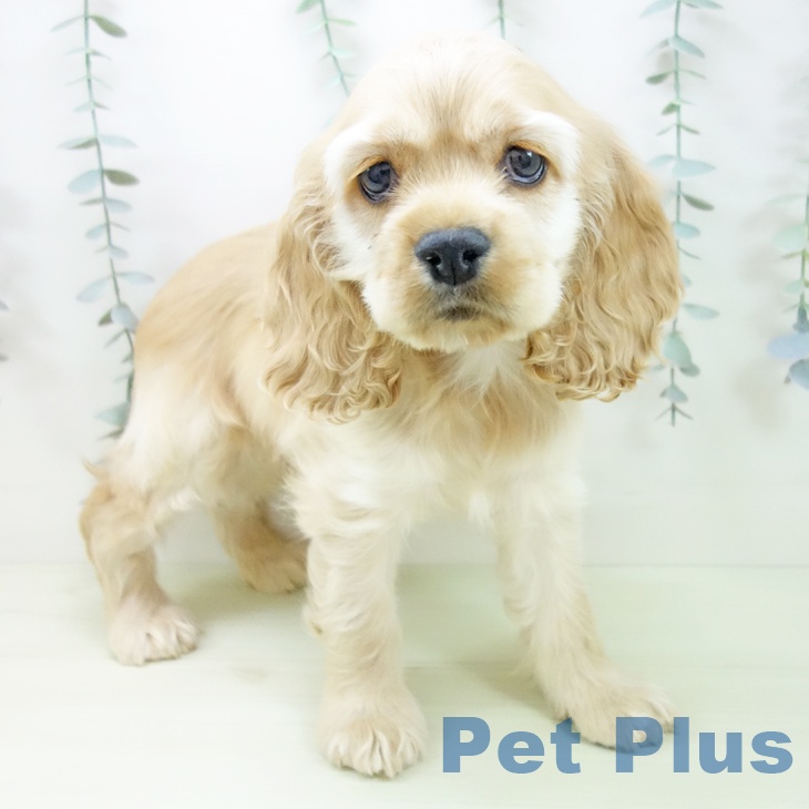 アメリカン・コッカー・スパニエル