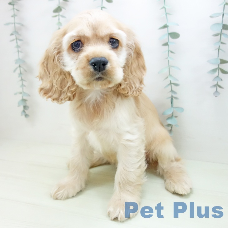 アメリカン・コッカー・スパニエルの写真2