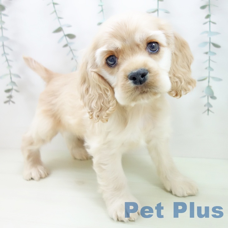 アメリカン・コッカー・スパニエル