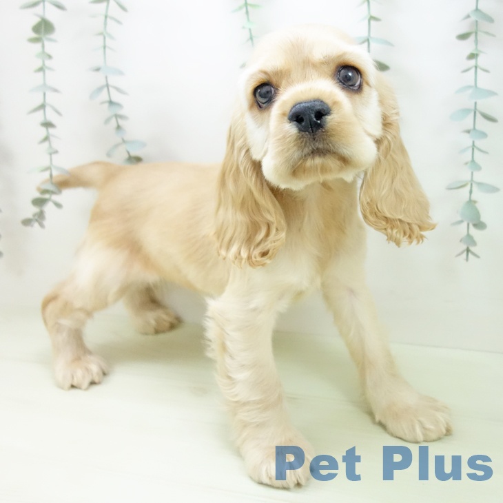 アメリカン・コッカー・スパニエル