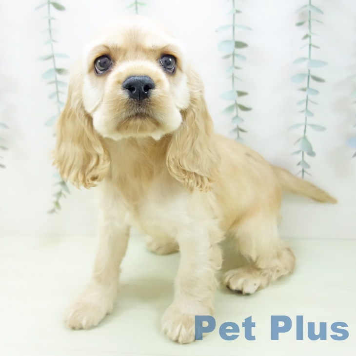 アメリカン・コッカー・スパニエルの写真2