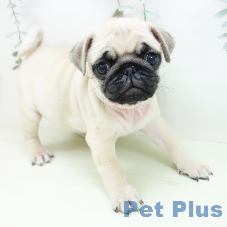 岐阜県のパグ (ペットプラス 各務原店/2026年1月5日生まれ/男の子/フォーン)の子犬の1枚目の画像