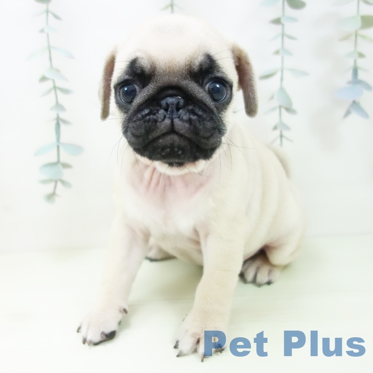 岐阜県のパグ (ペットプラス 各務原店/2026年1月5日生まれ/男の子/フォーン)の子犬の2枚目の画像
