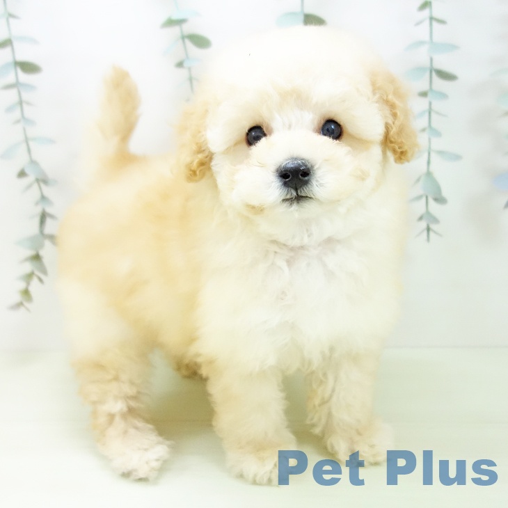 トイ・プードル