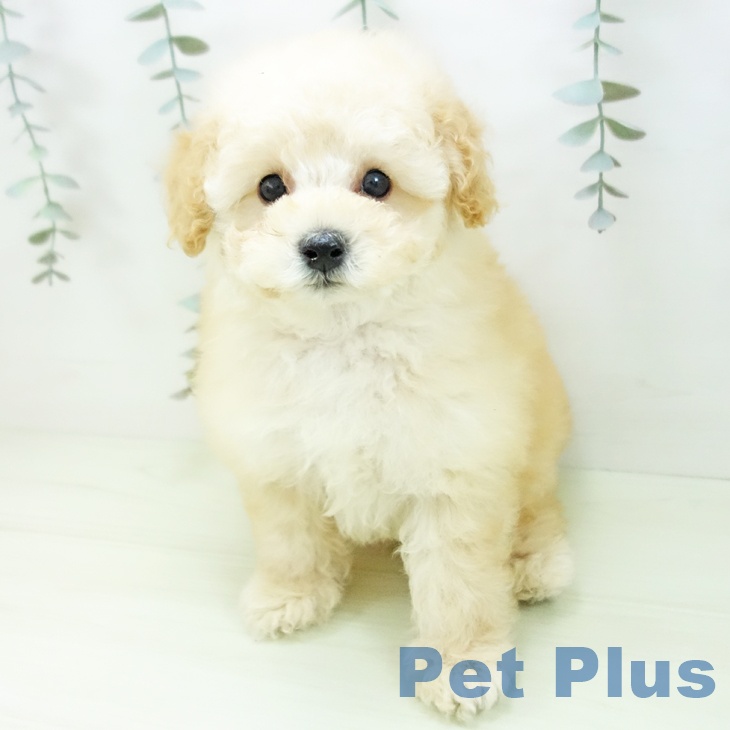 トイ・プードルの写真2