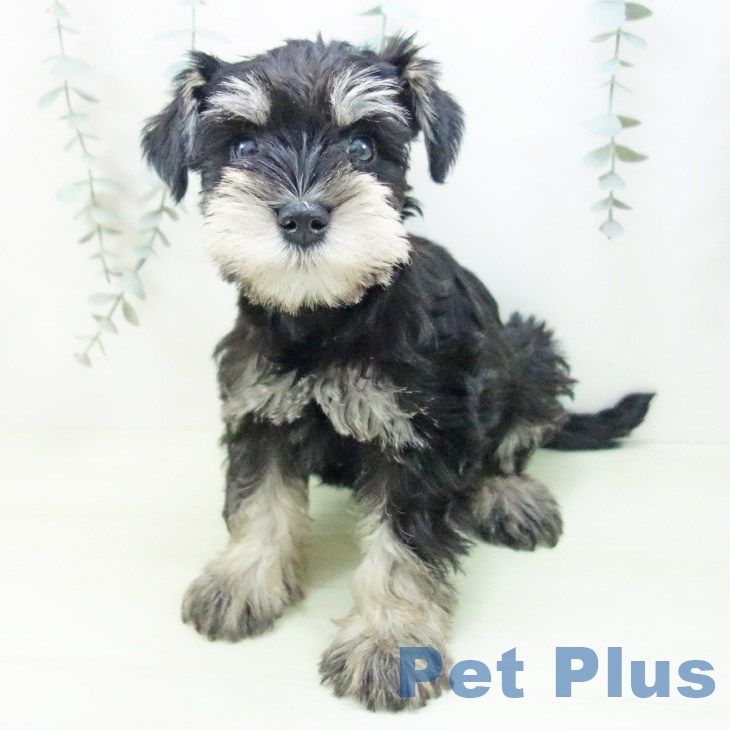 ミニチュア・シュナウザー