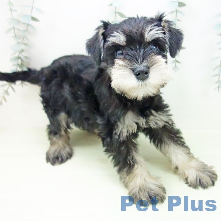 ミニチュア・シュナウザーの写真2