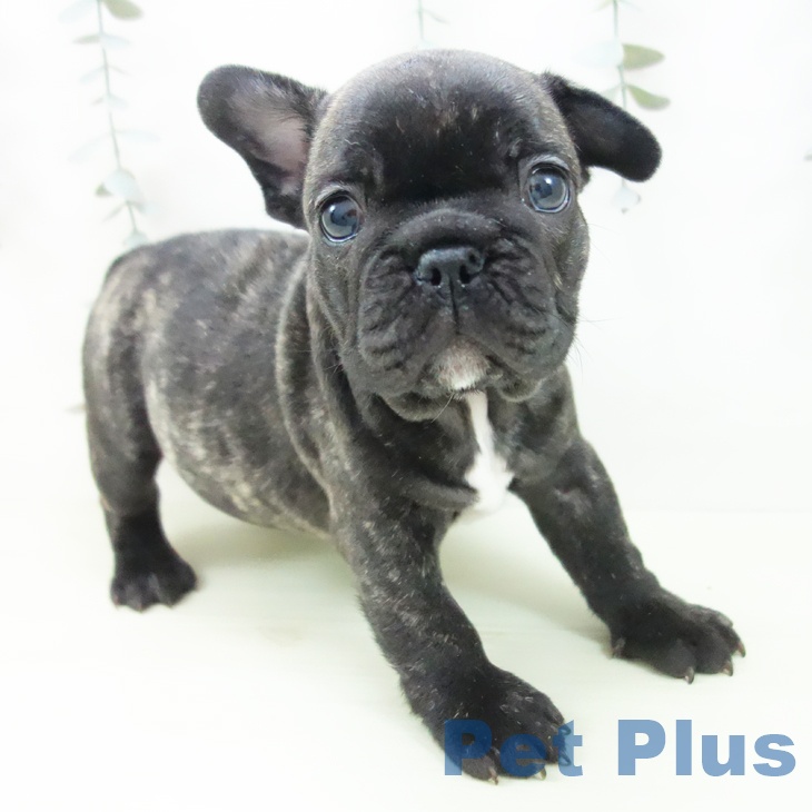 フレンチ・ブルドッグ