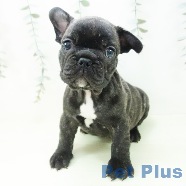 フレンチ・ブルドッグの写真2