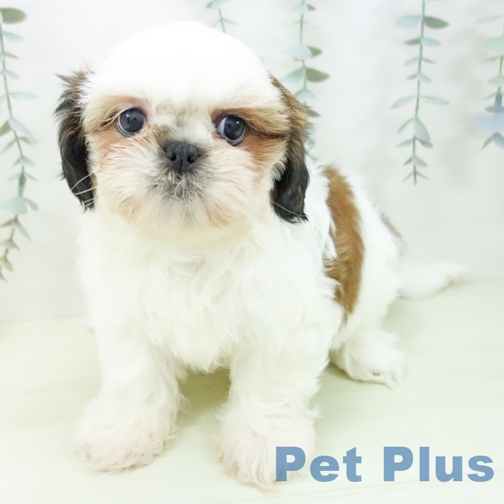 シー・ズーの写真2