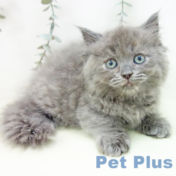 ミヌエットの写真2