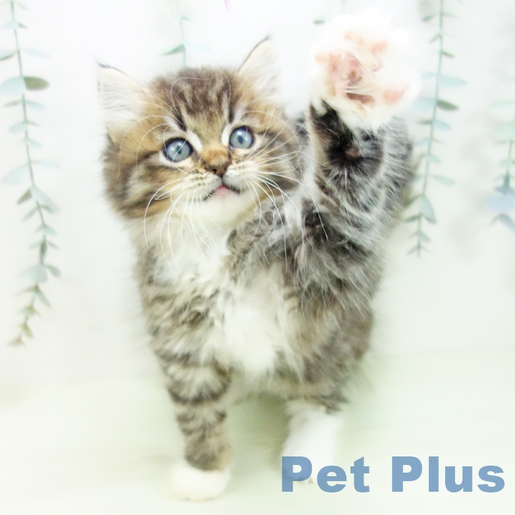 サイベリアンの写真2