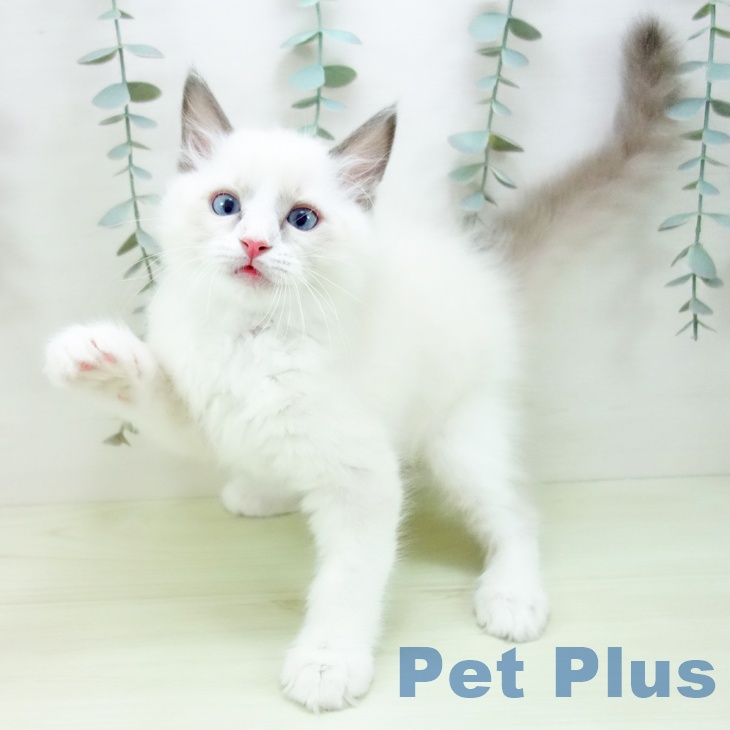 ラグドールの写真2