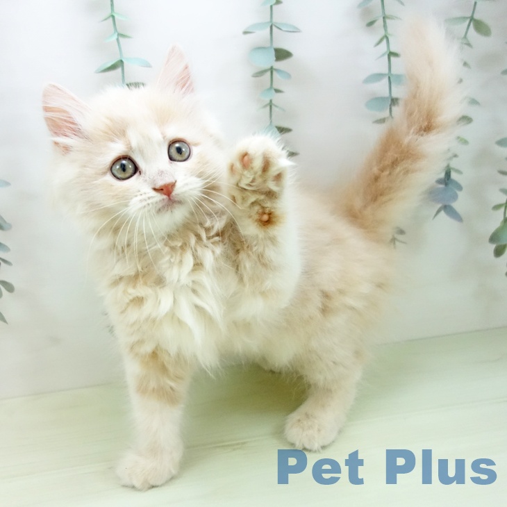 ラガマフィンの写真2