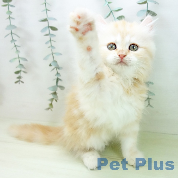 ラガマフィンの写真2