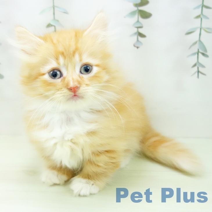 愛知県のミヌエット (ペットプラス mozoワンダーシティ店/2026年1月4日生まれ/男の子/レッドタビーホワイト)の子猫の1枚目の画像