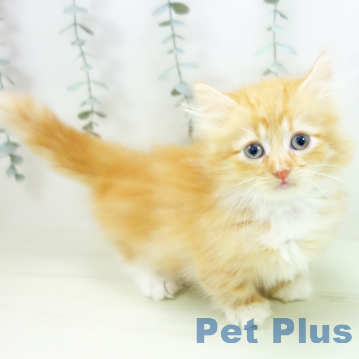 愛知県のミヌエット (ペットプラス mozoワンダーシティ店/2026年1月4日生まれ/男の子/レッドタビーホワイト)の子猫の2枚目の画像