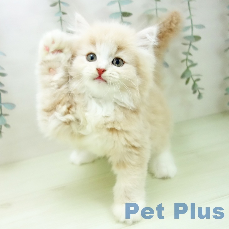 サイベリアンの写真2