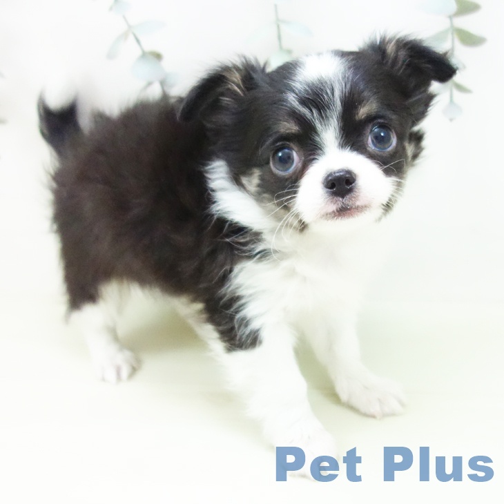 愛知県のチワワ(ロング) (ペットプラス イオンモール長久手店/2026年1月9日生まれ/女の子/ブラックタンホワイト)の子犬の1枚目の画像