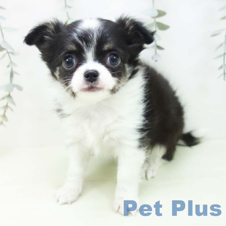 愛知県のチワワ(ロング) (ペットプラス イオンモール長久手店/2026年1月9日生まれ/女の子/ブラックタンホワイト)の子犬の2枚目の画像