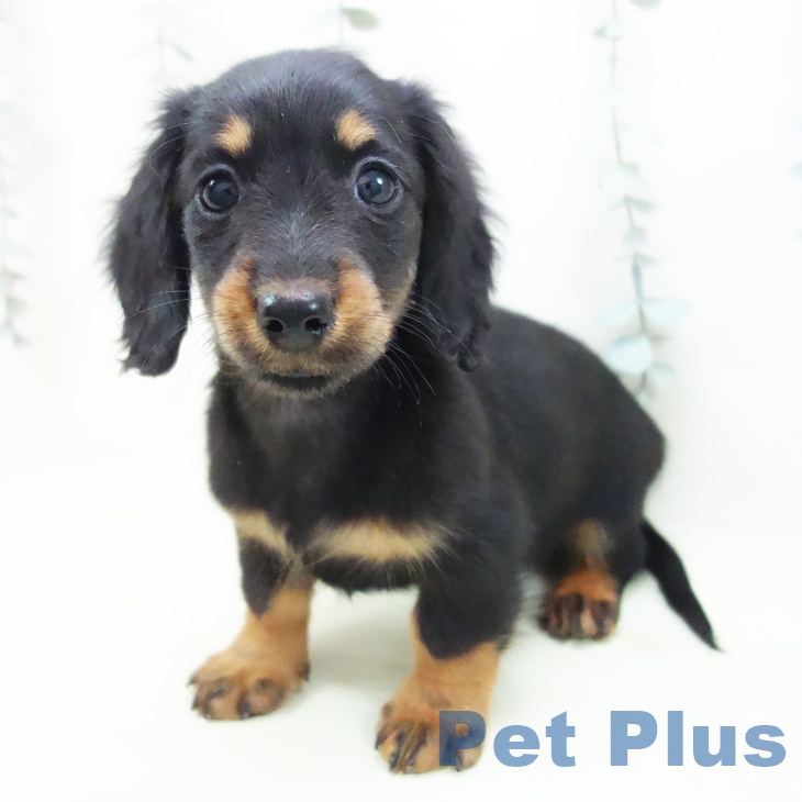 三重県のミニチュアダックスフンド(ロング) (ペットプラス 四日市泊店/2026年1月4日生まれ/女の子/ブラックタン)の子犬