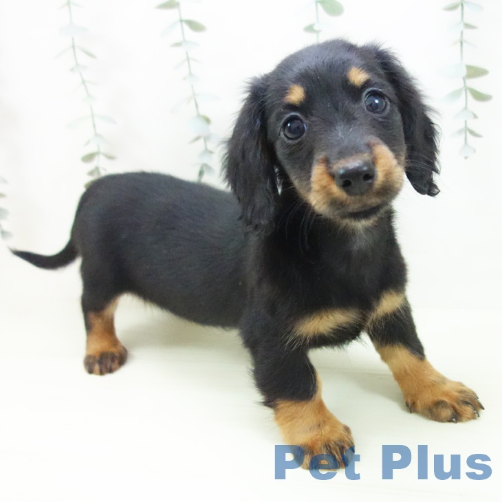 三重県のミニチュアダックスフンド(ロング) (ペットプラス 四日市泊店/2026年1月4日生まれ/女の子/ブラックタン)の子犬の2枚目の画像