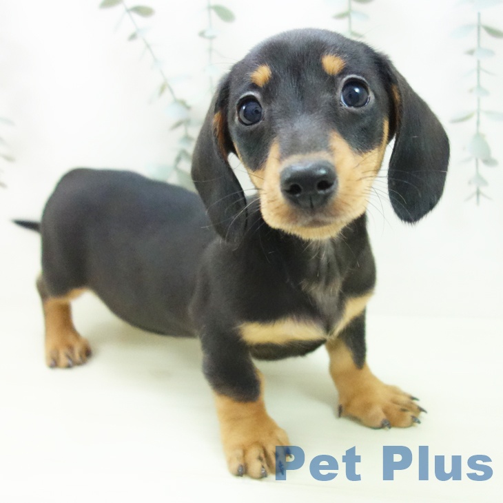 富山県のミニチュアダックスフンド(ロング) (ペットプラス 高岡店/2026年1月4日生まれ/女の子/ブラックタン)の子犬