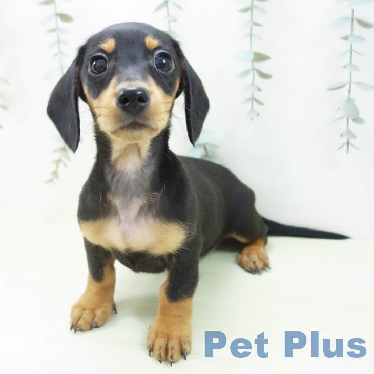 ミニチュア・ダックスフンドの写真2