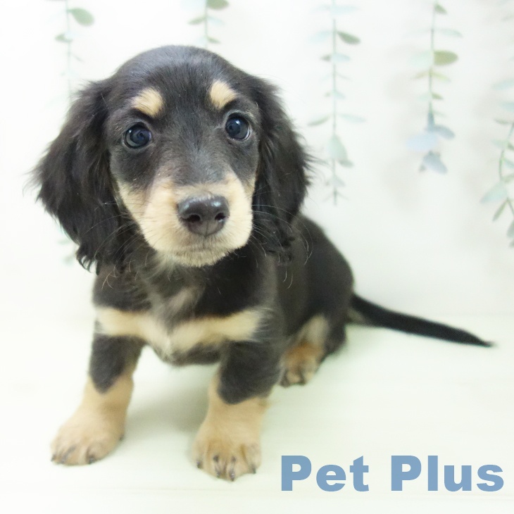 ミニチュア・ダックスフンド