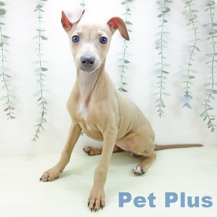 イタリアン・グレーハウンド