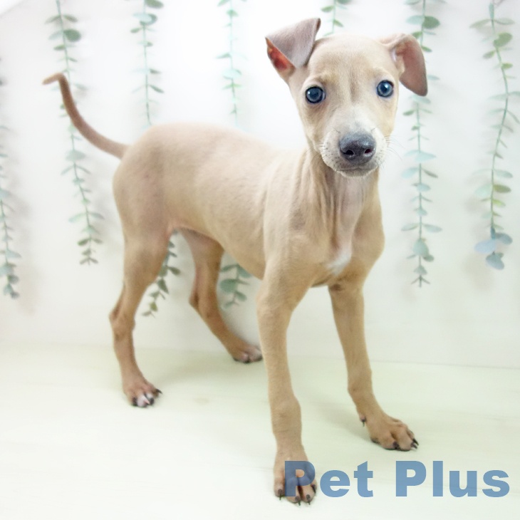 イタリアン・グレーハウンドの写真2