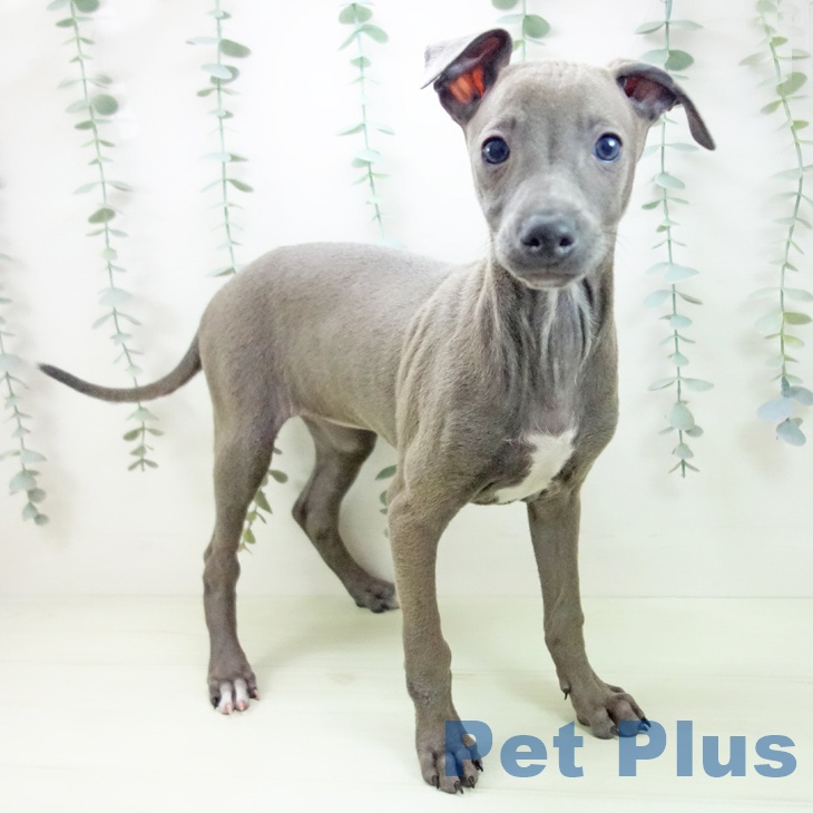 イタリアン・グレーハウンド