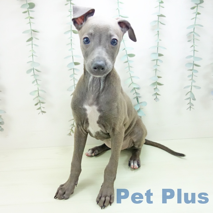 イタリアン・グレーハウンド