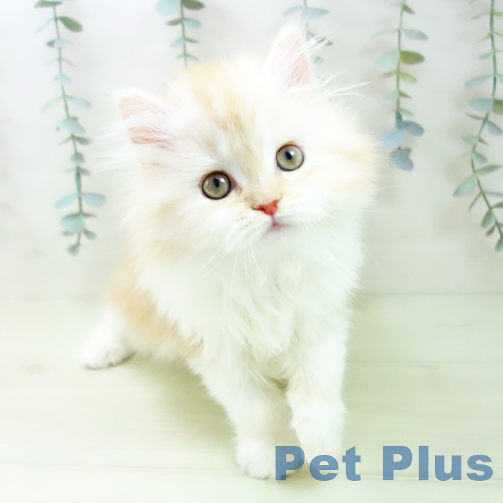 スコティッシュフォールド