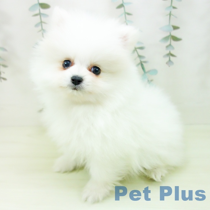 ポメラニアンの写真2