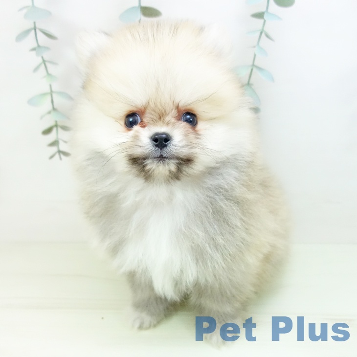 ポメラニアンの写真2