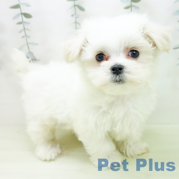 愛知県のマルチーズ (ペットプラス みなと店/2026年1月3日生まれ/男の子/ホワイト)の子犬の1枚目の画像