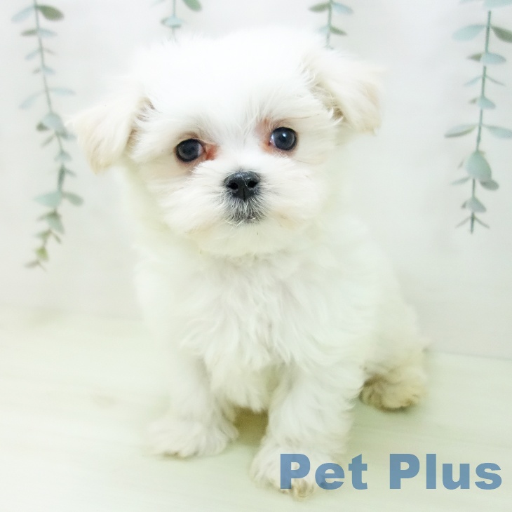 愛知県のマルチーズ (ペットプラス みなと店/2026年1月3日生まれ/男の子/ホワイト)の子犬の2枚目の画像