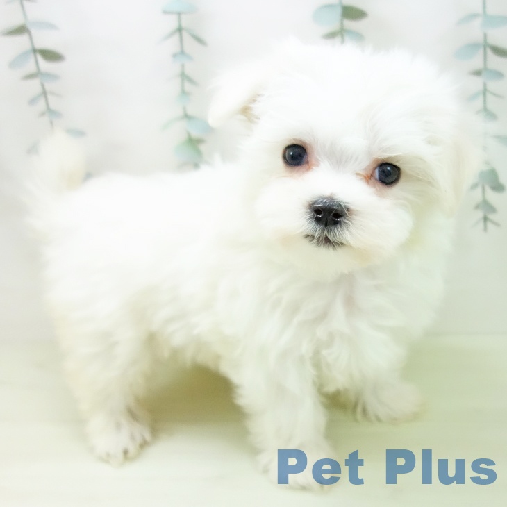 富山県のマルチーズ (ペットプラス 高岡店/2026年1月3日生まれ/女の子/ホワイト)の子犬