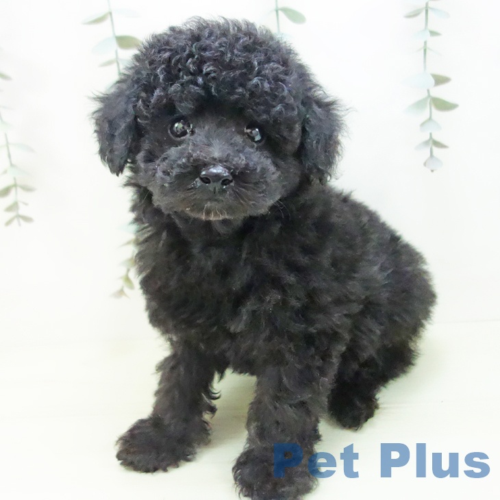愛知県のトイプードル(トイ) (ペットプラス 東浦店/2026年1月9日生まれ/男の子/ブラック)の子犬の1枚目の画像