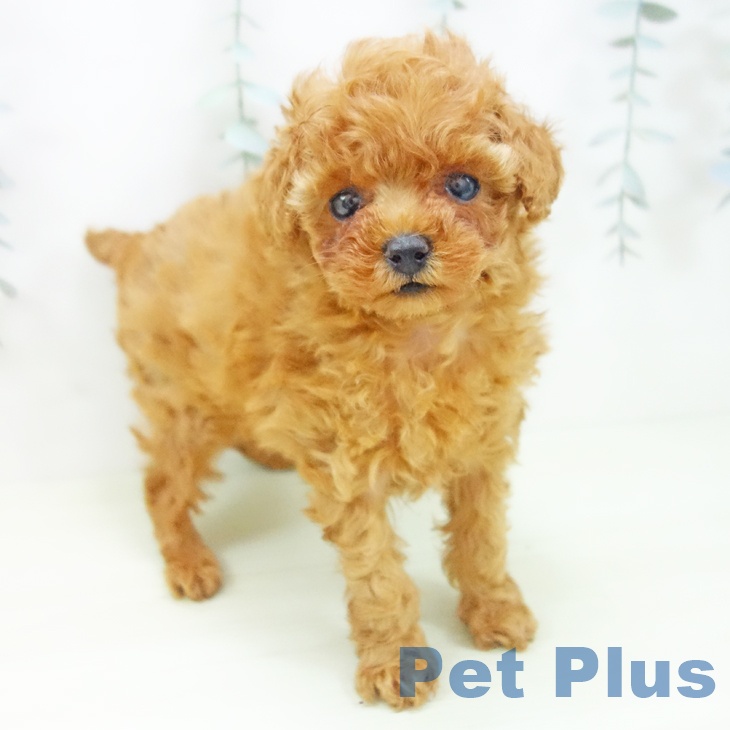 石川県のトイプードル(トイ) (ペットプラス 新小松店/2026年1月9日生まれ/女の子/レッド)の子犬