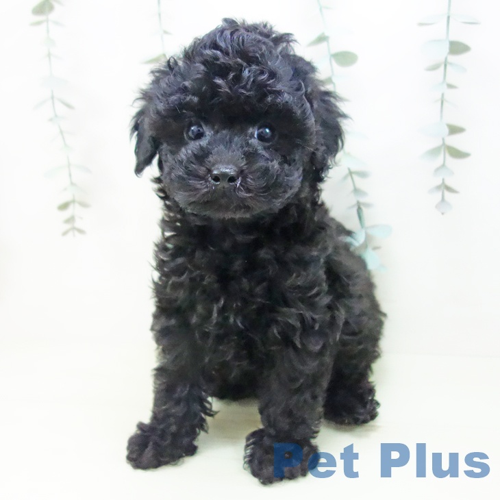 愛知県のトイプードル(トイ) (ペットプラス 東浦店/2026年1月2日生まれ/男の子/ブラック)の子犬の1枚目の画像