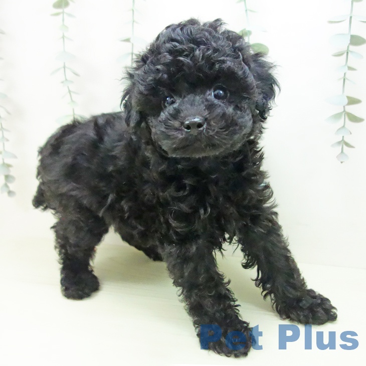 愛知県のトイプードル(トイ) (ペットプラス 東浦店/2026年1月2日生まれ/男の子/ブラック)の子犬の2枚目の画像