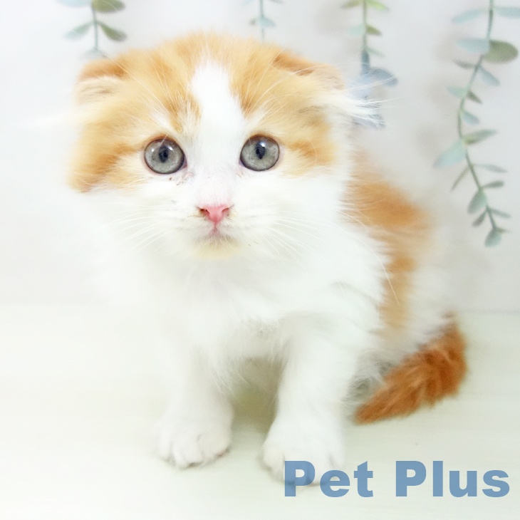 愛知県のスコティッシュフォールド (ペットプラス 則武新町店/2026年1月4日生まれ/男の子/レッドタビーホワイト)の子猫の1枚目の画像