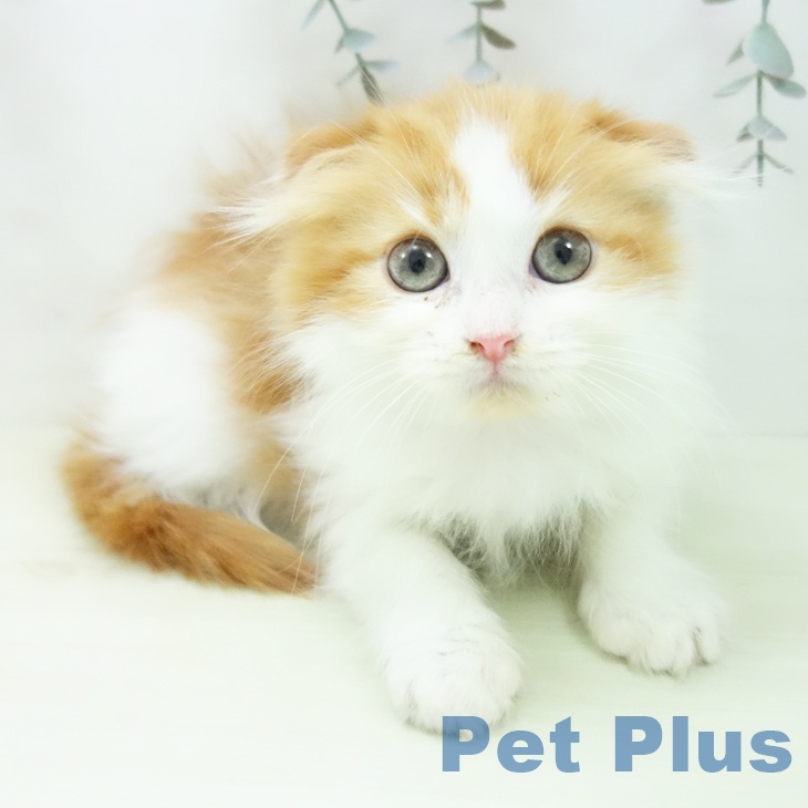 愛知県のスコティッシュフォールド (ペットプラス 則武新町店/2026年1月4日生まれ/男の子/レッドタビーホワイト)の子猫の2枚目の画像