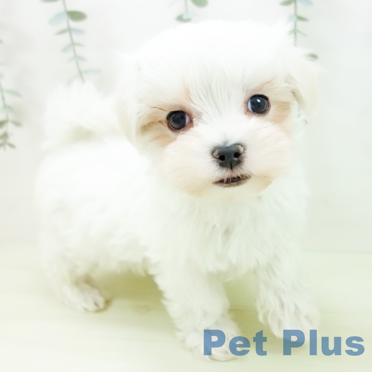 マルチーズの写真2