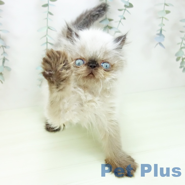 ヒマラヤンの写真2